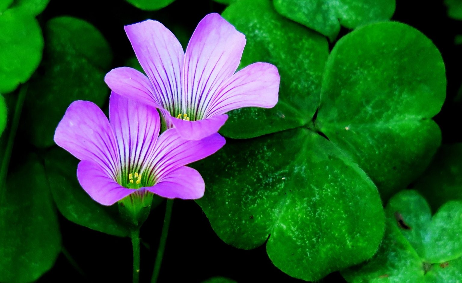 What do deer like to eat in the summer?