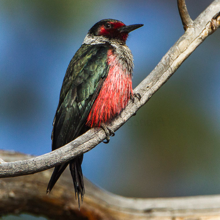 lewis's-woodpecker