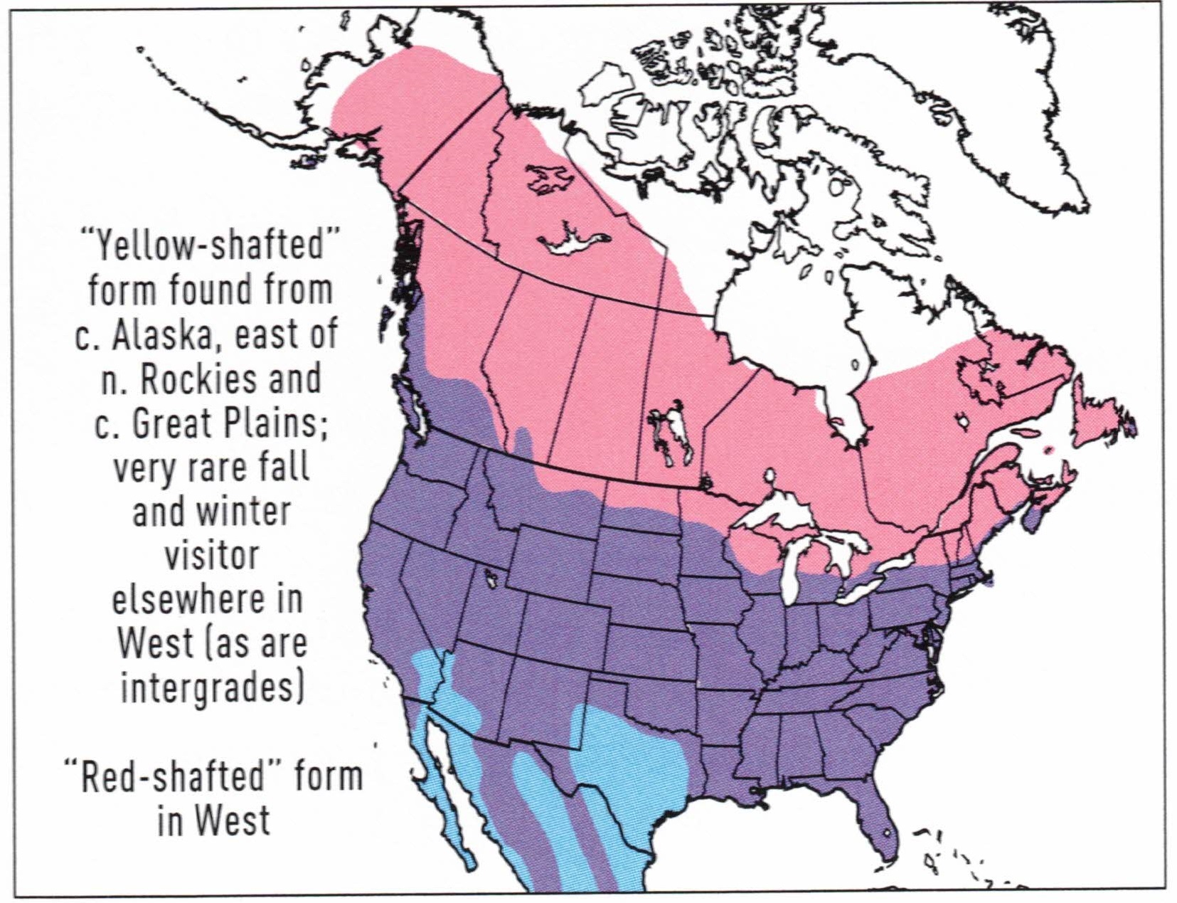 northern-flicker-range-map