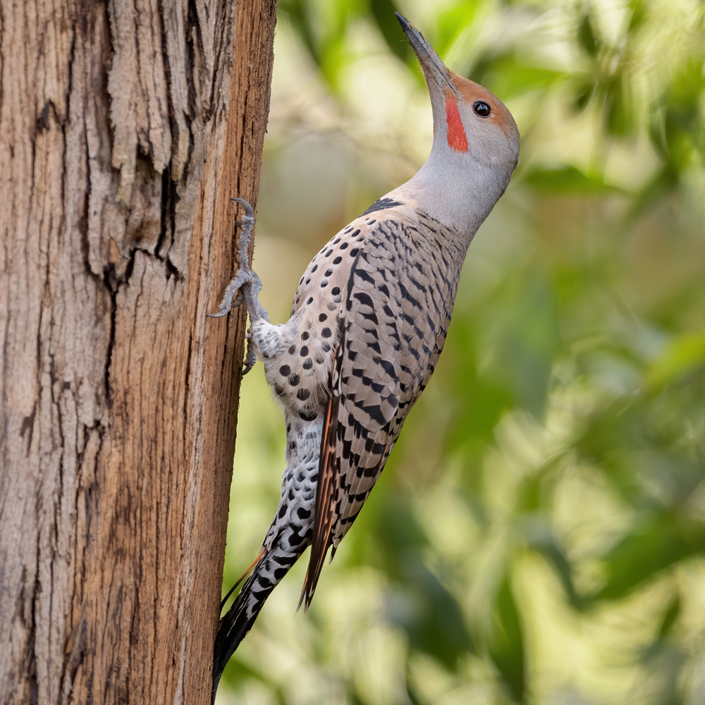 northern-flicker