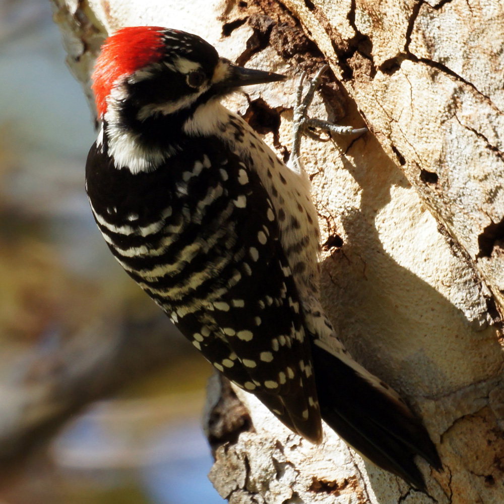 nuttall's-woodpecker