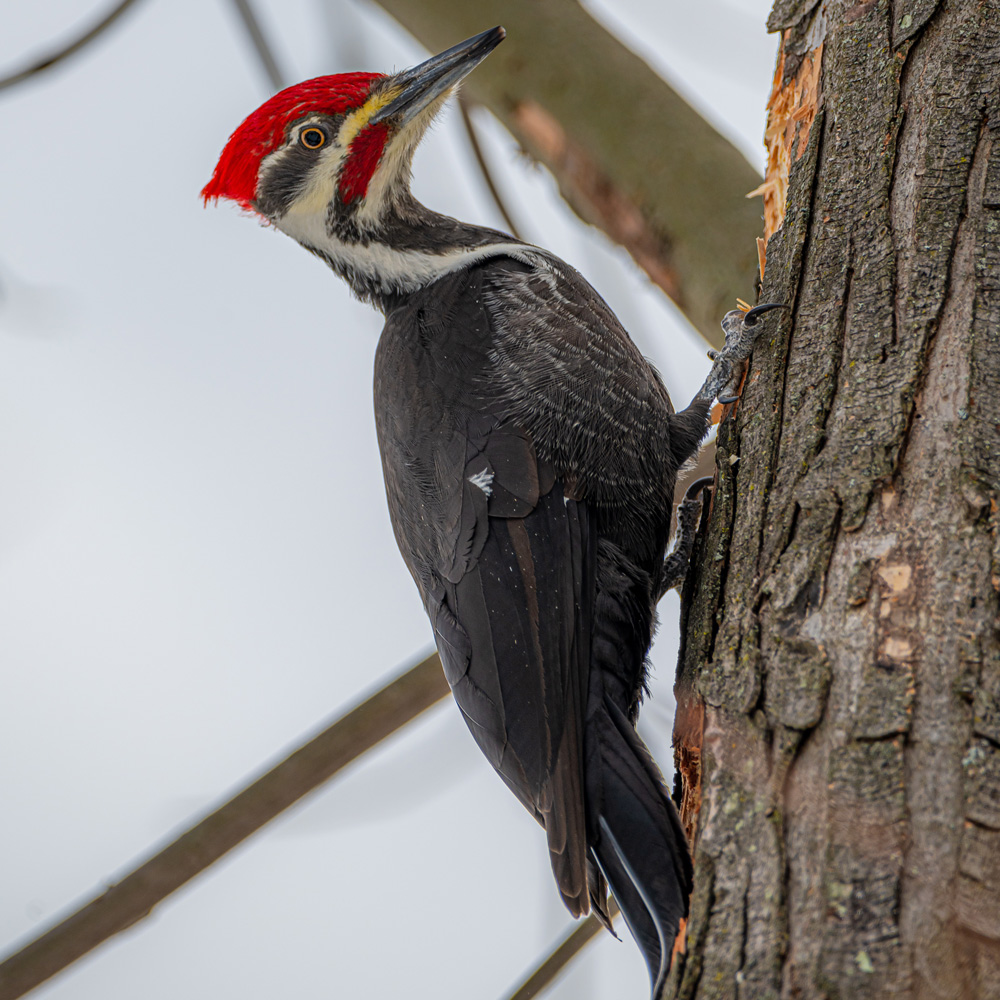 pileated-woodpecker