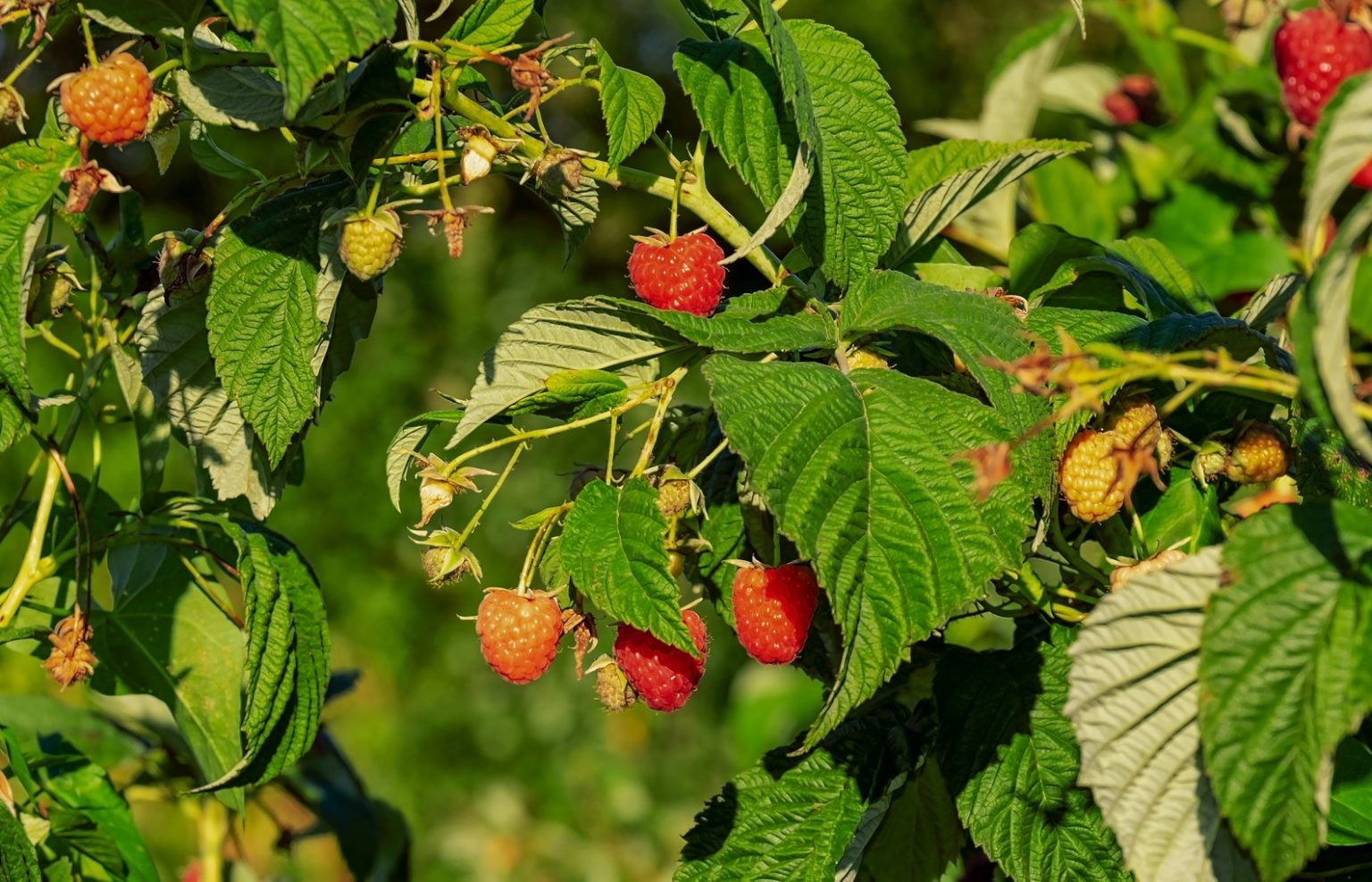 Do Deer Eat Raspberries?