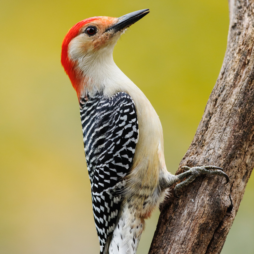 red-bellied-woodpecker