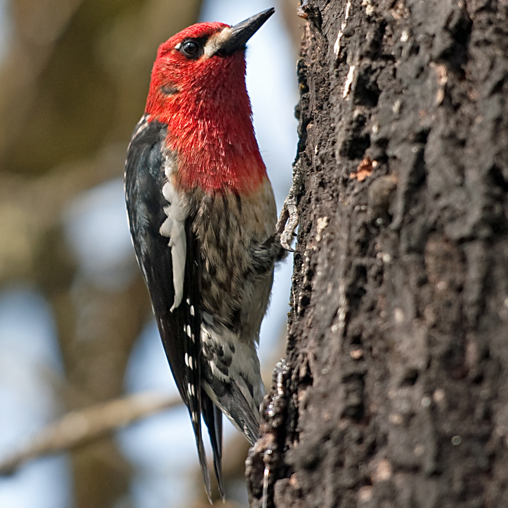 red-breasted-sapsucker