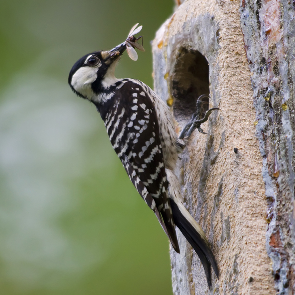 red-cockaded-woodpecker