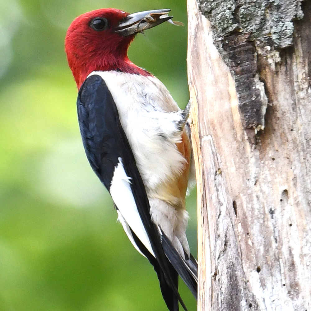 red-headed-woodpecker