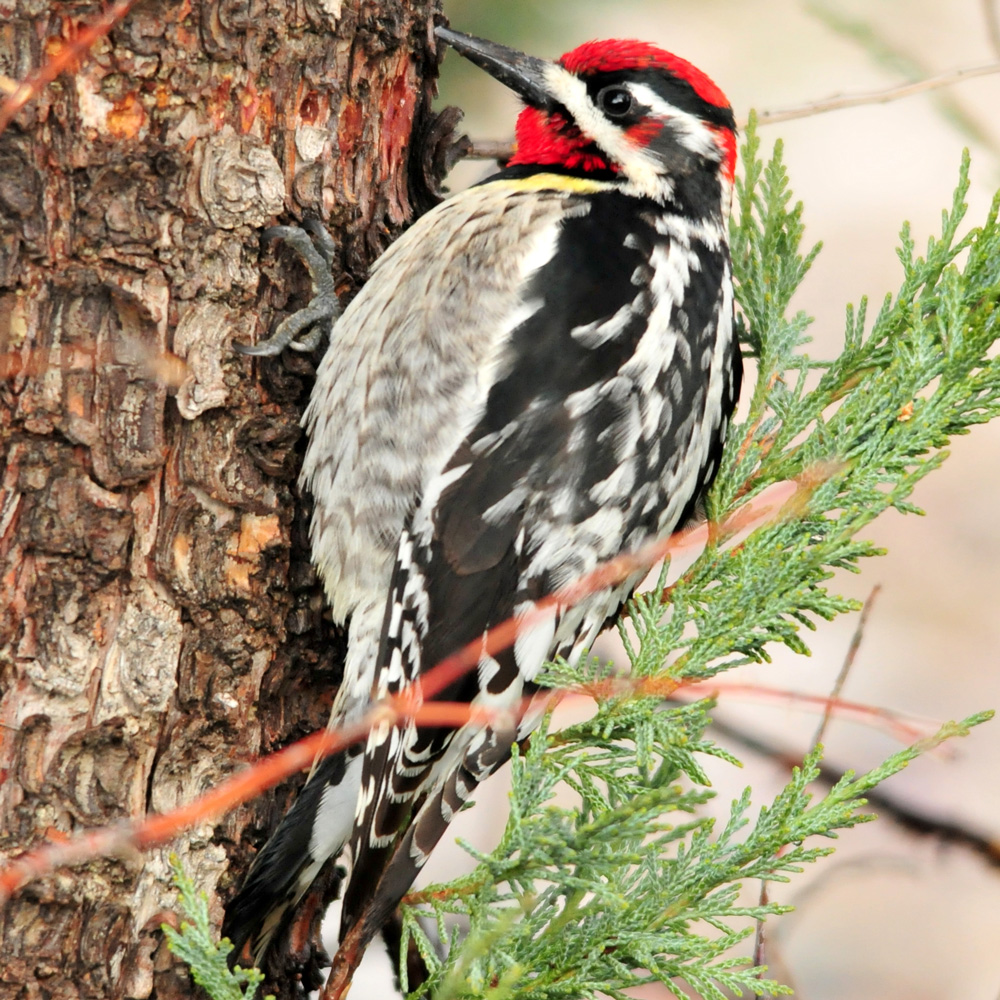 red-naped-sapsucker