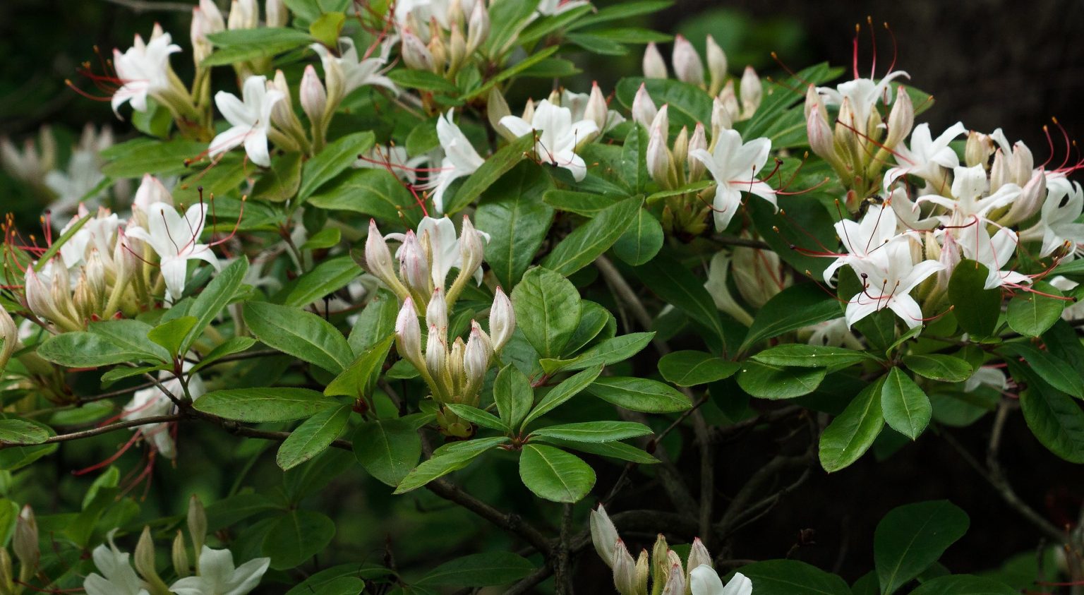 Do Hummingbirds Like Azaleas?