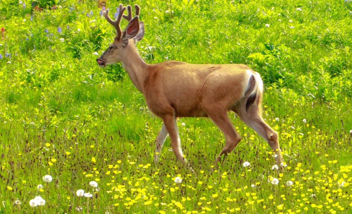 What Plants Do Deer Eat In The Rainforest