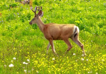What do deer like to eat in the summer?