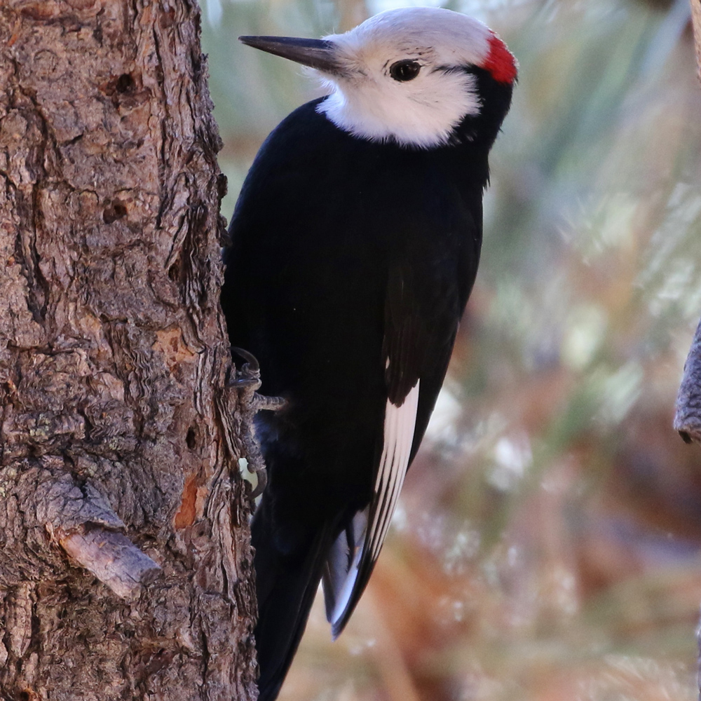 white-headed-woodpecker