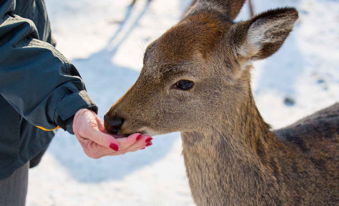 will-deer-eat-dog-food