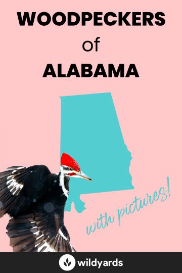 Woodpecker Species of Alabama