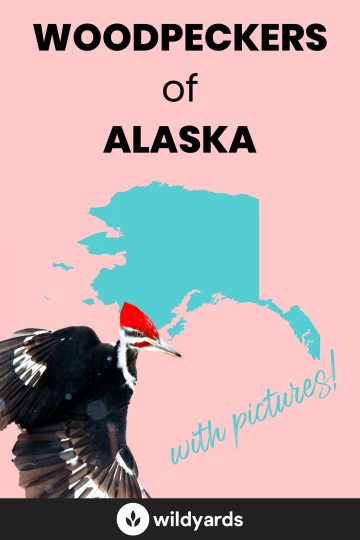 Woodpecker Species of Alaska
