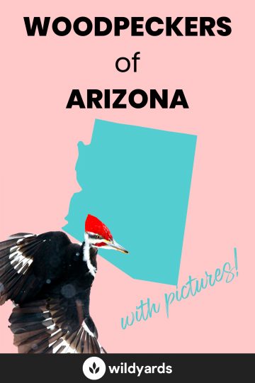 Woodpeckers in Arizona