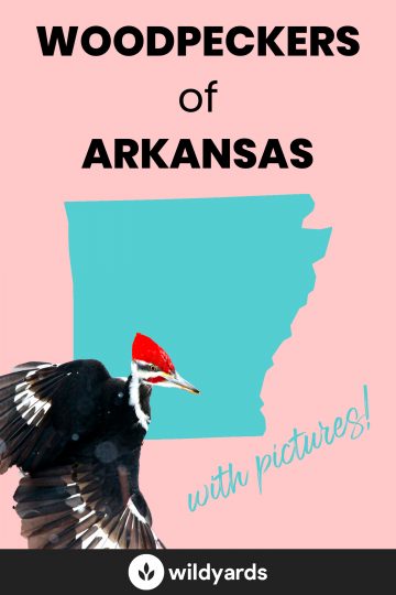 Woodpecker Species of Arkansas