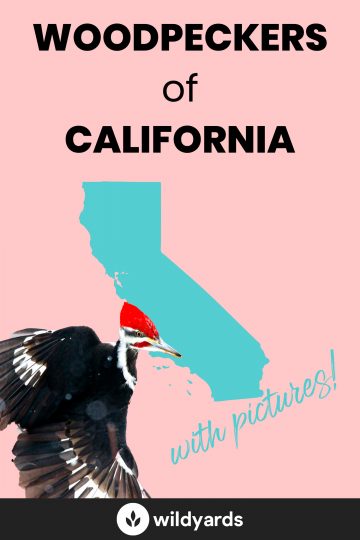 Woodpecker Species of California