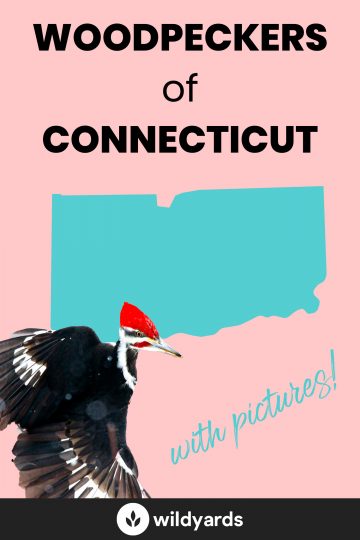 Woodpecker Species of Connecticut