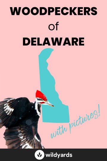 Woodpecker Species of Delaware