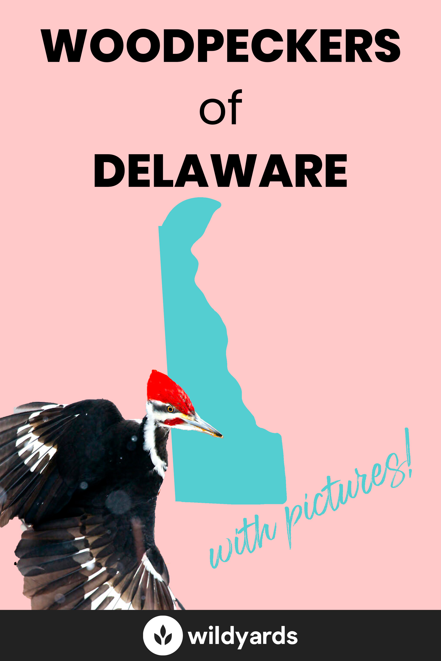 All 7 Amazing Woodpeckers in Delaware [With Pictures & Maps]
