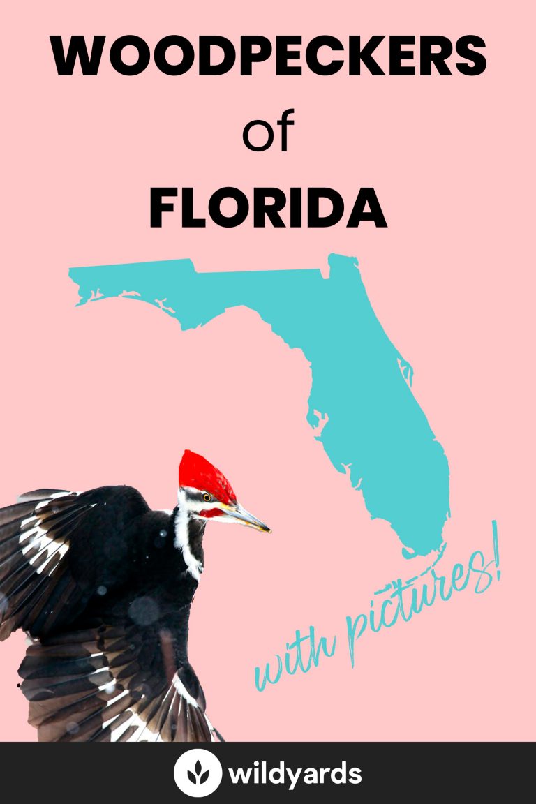 All 8 Woodpeckers in Florida [With Pictures & Maps]