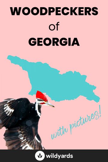Woodpecker Species of Georgia