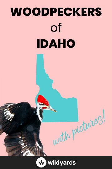 Woodpeckers in Idaho