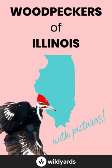 Woodpecker Species of Illinois