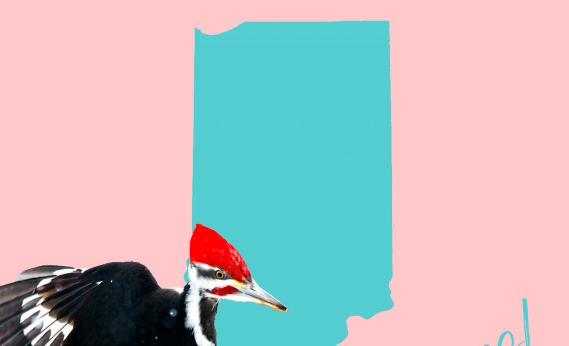 All 7 Woodpeckers in Indiana [With Pictures & Maps]