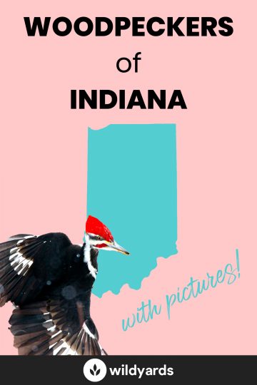 Woodpecker Species of Indiana