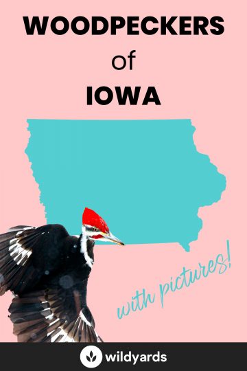 Woodpecker Species of Iowa