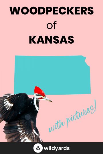 Woodpecker Species of Kansas
