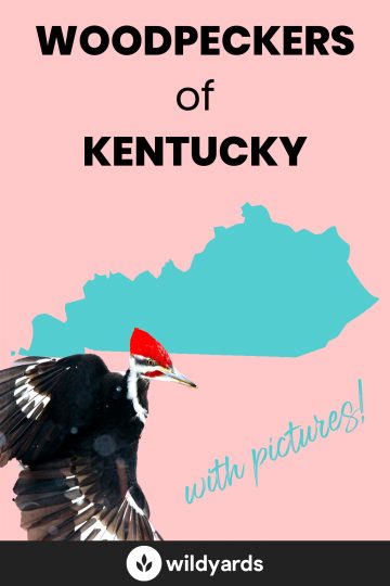 Woodpeckers in Kentucky