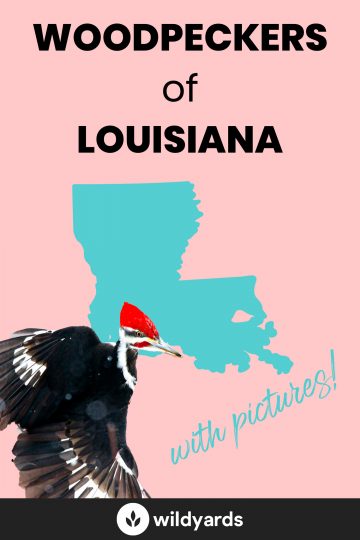 Woodpecker Species of Louisiana