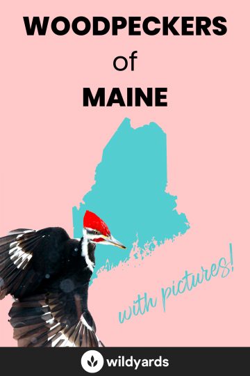 Woodpecker Species of Maine