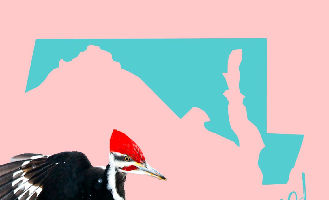 All 7 Woodpeckers in Maryland [With Pictures & Maps]