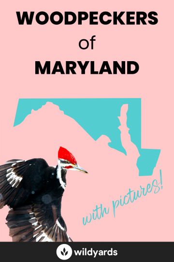 Woodpecker Species of Maryland