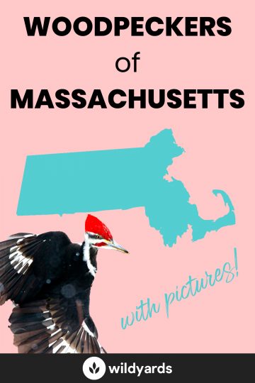 Woodpeckers in Massachusetts