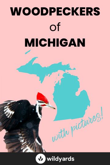 Woodpeckers in Michigan