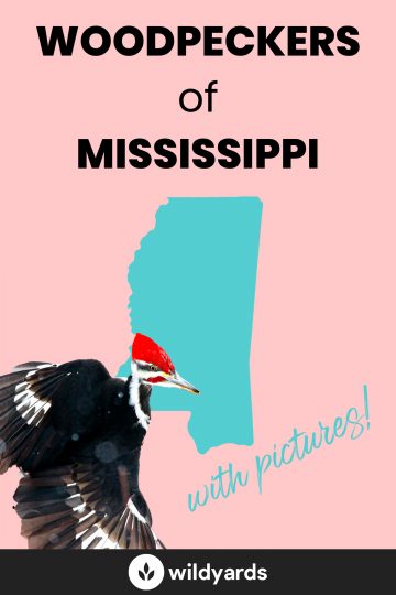 Woodpeckers in Mississippi
