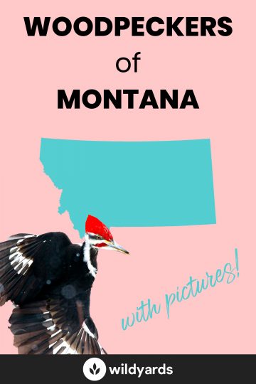 Woodpecker Species of Montana