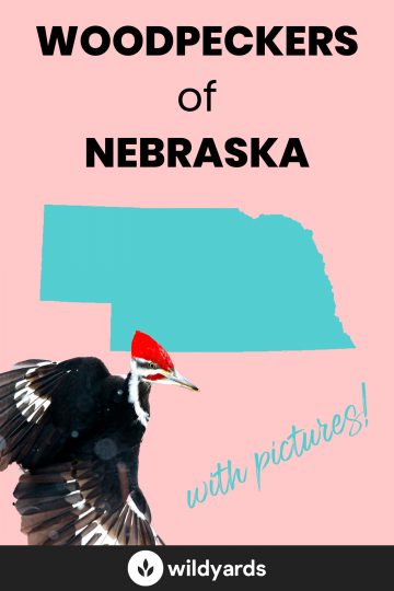 Woodpeckers in Nebraska
