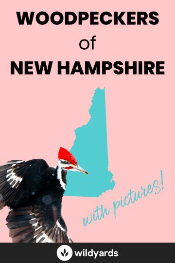 Woodpecker Species of New Hampshire