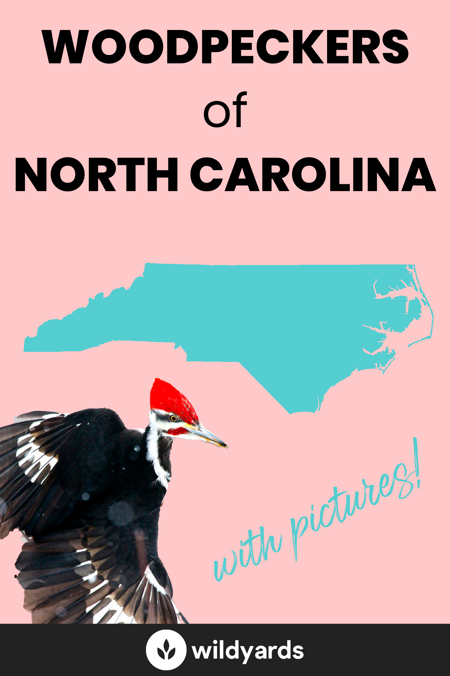 All 8 Woodpeckers in North Carolina [With Pictures & Maps]