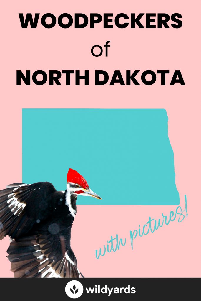 woodpeckers-in-north-dakota