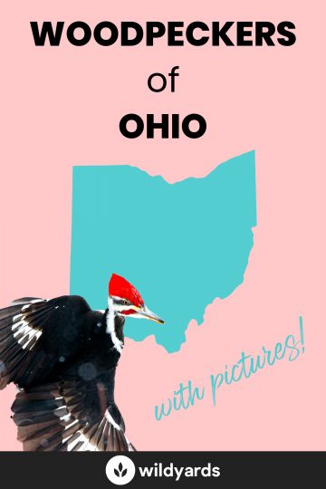 Woodpecker Species of Ohio