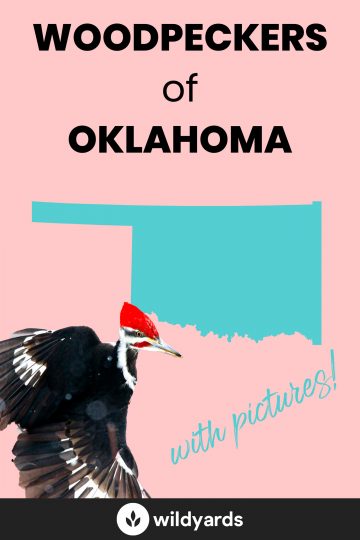 Woodpecker Species of Oklahoma
