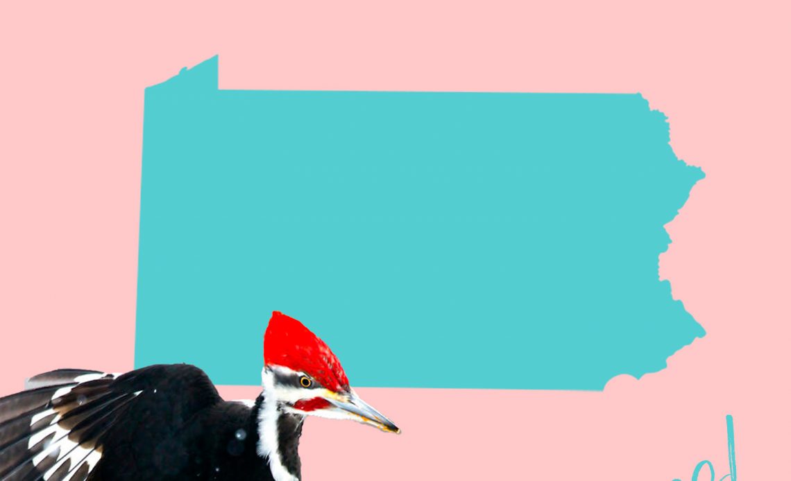 All 7 Woodpeckers in Pennsylvania [With Pictures & Maps]