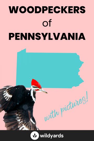 Woodpecker Species of Pennsylvania